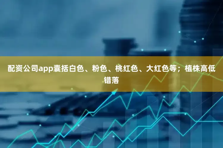 配资公司app囊括白色、粉色、桃红色、大红色等；植株高低错落